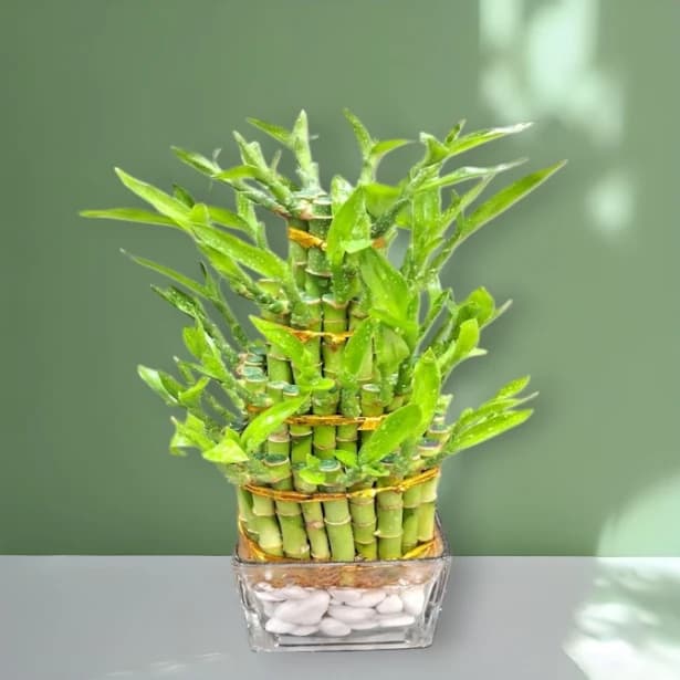 Bamboo 
