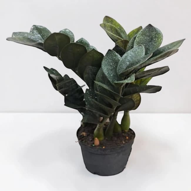 Black Zamioculcas