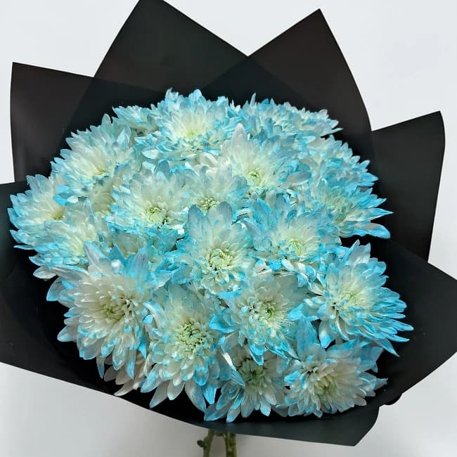 Blue Coloured Chrysanthemum