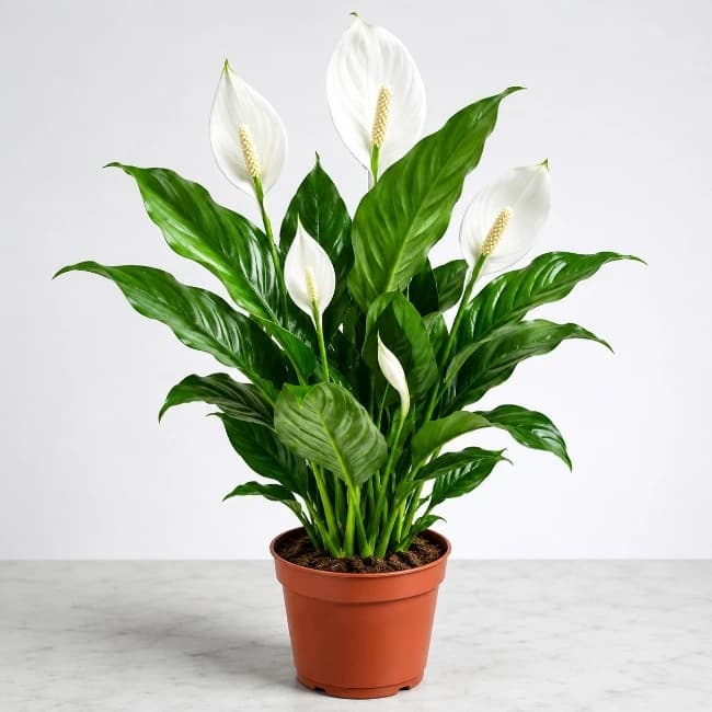 Lilly Spathiphyllum Indoor Plant