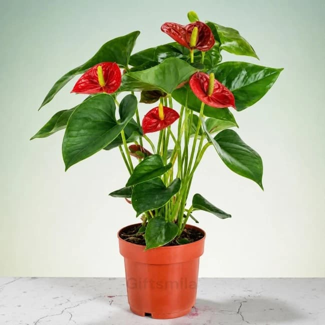 Lovely Red Anthurium Plant