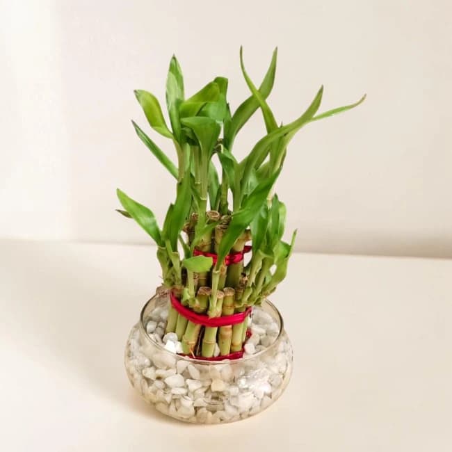 Lucky Bamboo Plant