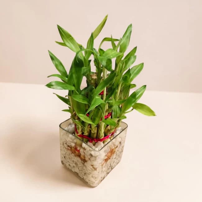 Lucky Plant