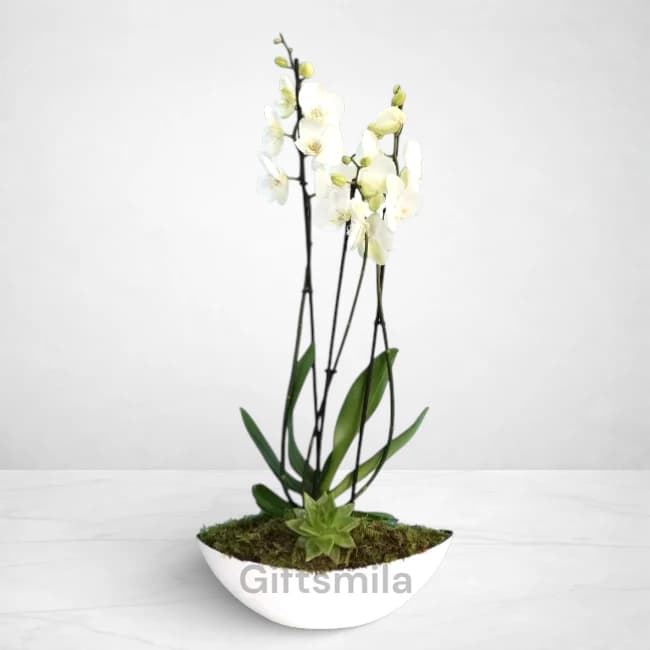 Phalaenopsis Plant