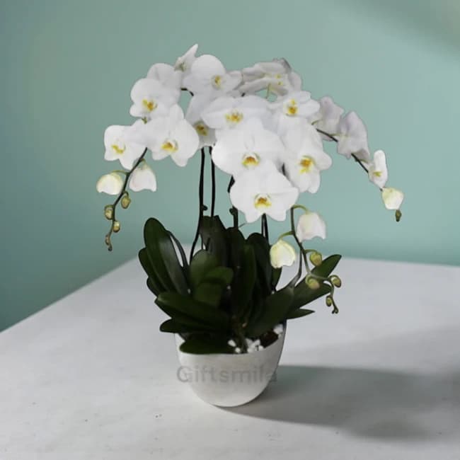 Phalaenopsis White Orchid 