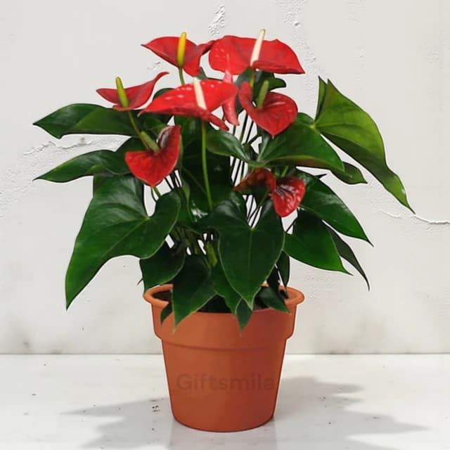 Red Anthurium Plant
