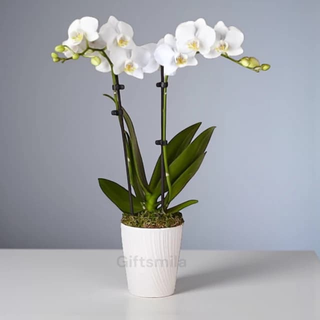 White Orchid Phalaenopsis