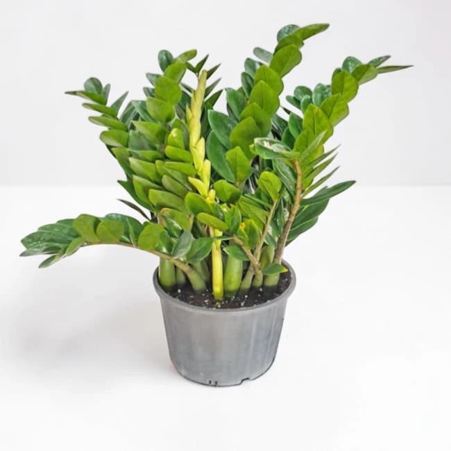 Zamioculcas 75