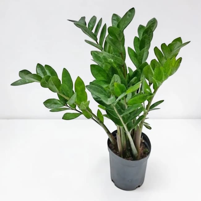 Zamioculcas Zamiifolia 45