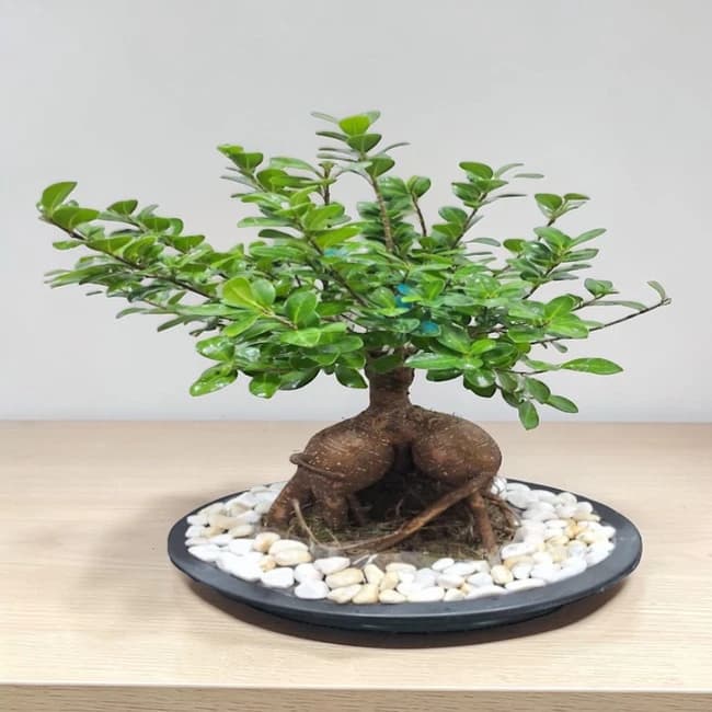 Bonsai