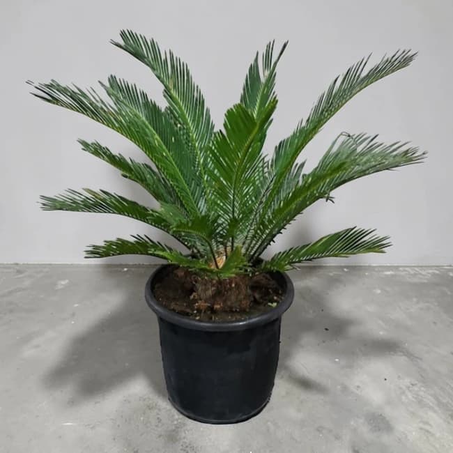 Cycas
