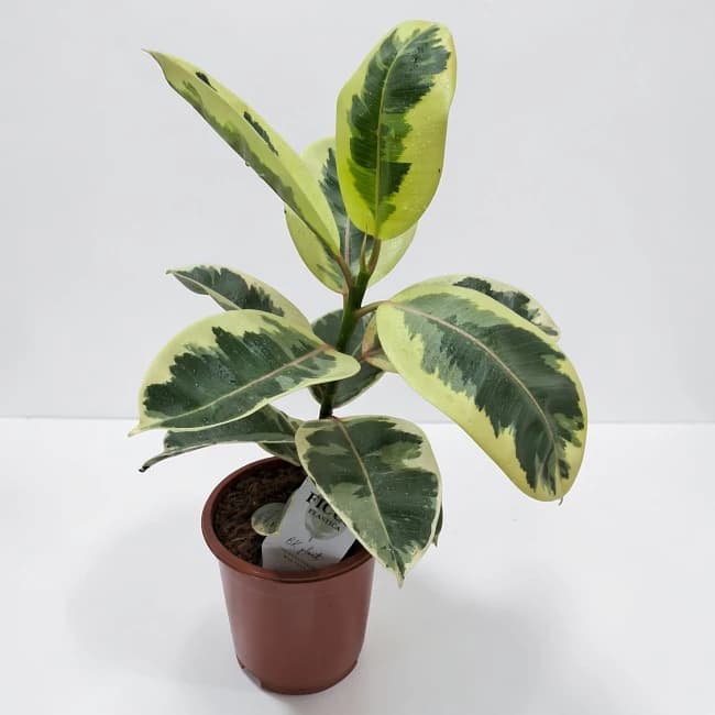 Rubber Plant