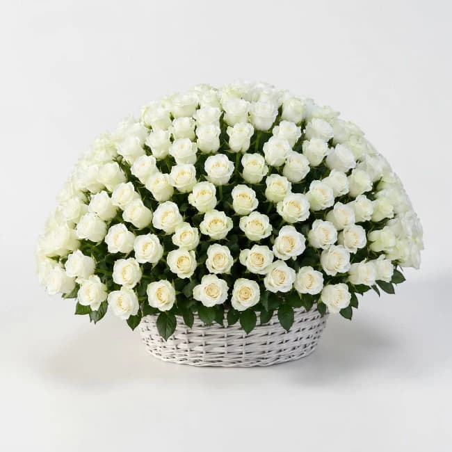 300 White Roses Basket